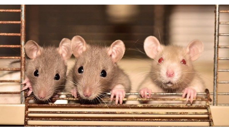 Répulsifs anti-rat : sont-ils efficaces ?